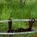 شمشیر سفارشی ساموراییMasuda Katana (Iaido)